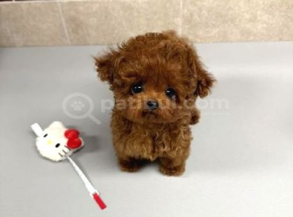 Renk Renk Evi̇ni̇ze Neşe Katacak Toy Poodle Bebekleri̇m