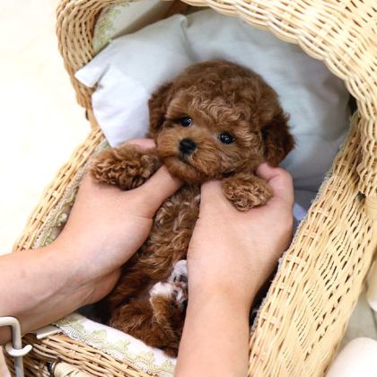 Bebek Surat Toy Poodle Bebekleri̇m
