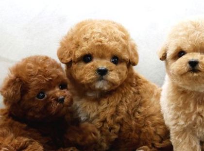 Toy Poodle Bebekleri̇mi̇z Uygun Bütçeli̇