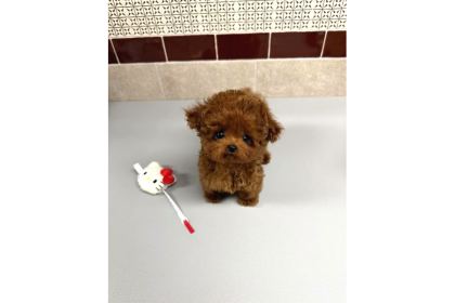 Renk Renk Evi̇ni̇ze Neşe Katacak Toy Poodle Bebekleri̇m