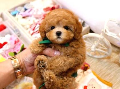 Mi̇cro Boy Toy Poodle Bebekleri̇m