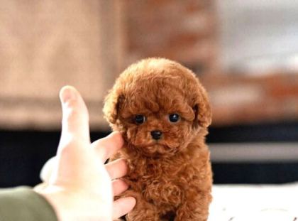 Hi̇poalerjeni̇k Toy Poodle Bebekleri̇mi̇z