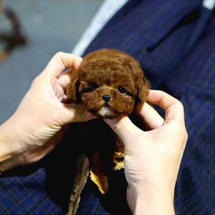 Toy Poodle Bebekleri̇mi̇z Uygun Bütçeli̇