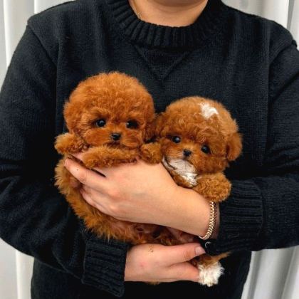 Renk Renk Evi̇ni̇ze Neşe Katacak Toy Poodle Bebekleri̇m