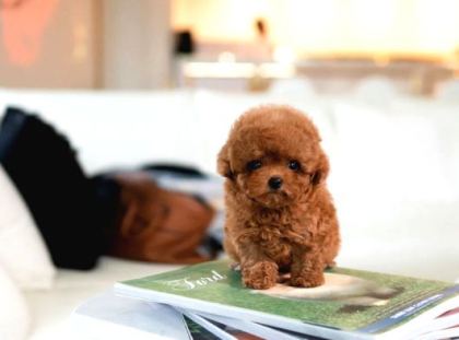Hi̇poalerjeni̇k Toy Poodle Bebekleri̇mi̇z