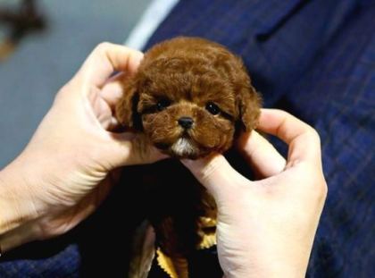 Toy Poodle Bebekleri̇mi̇z Uygun Bütçeli̇