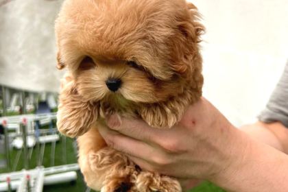 Bebek Yüzlü Toy Poodle Bebekleri̇m