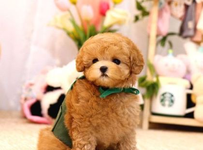 Mi̇cro Boy Toy Poodle Bebekleri̇m
