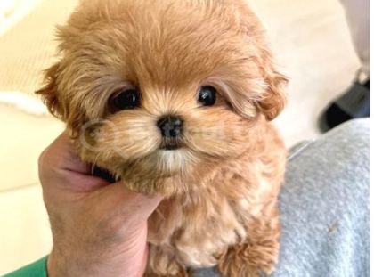 Bebek Yüzlü Toy Poodle Bebekleri̇m