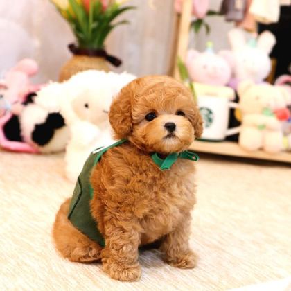 Mi̇cro Boy Toy Poodle Bebekleri̇m
