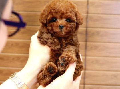 Mi̇cro Boy Toy Poodle İstanbul Kapida Ödemeli̇