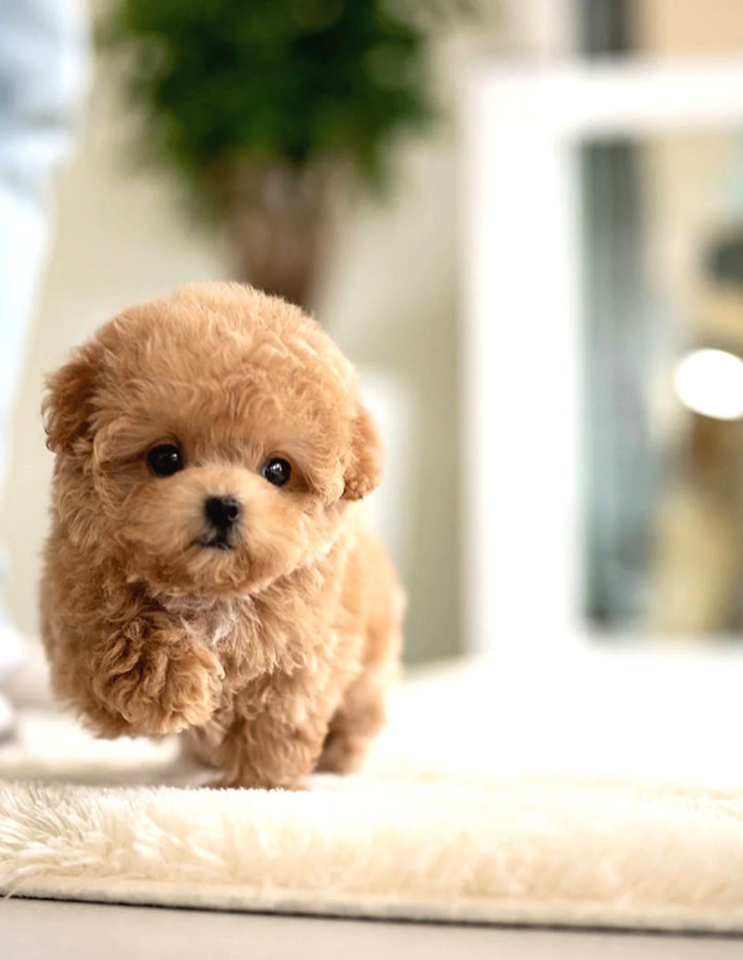Maya Kizimizin Mükemmel Yavrusu Toy Poodle