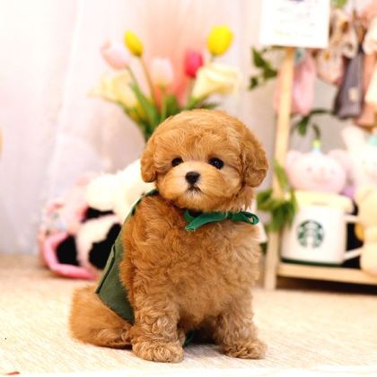 Mi̇cro Boy Toy Poodle Bebekleri̇m