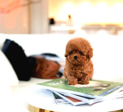 Hi̇poalerjeni̇k Toy Poodle Bebekleri̇mi̇z