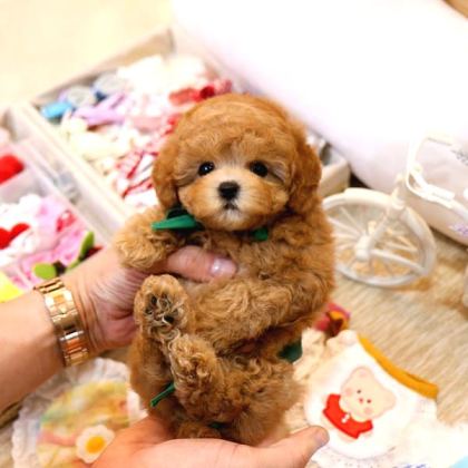 Mi̇cro Boy Toy Poodle Bebekleri̇m