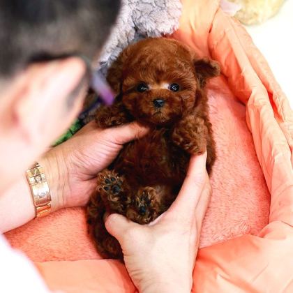 Mi̇cro Boy Toy Poodle İstanbul Kapida Ödemeli̇