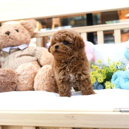Bebek Surat Toy Poodle Bebekleri̇m