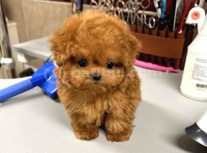 Renk Renk Evi̇ni̇ze Neşe Katacak Toy Poodle Bebekleri̇m