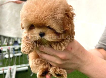 Bebek Yüzlü Toy Poodle Bebekleri̇m