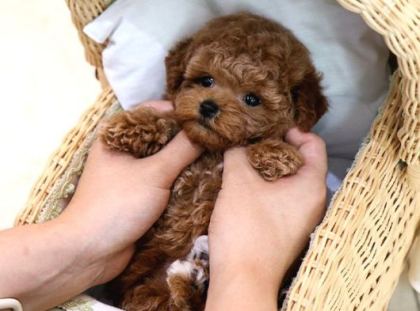 Bebek Surat Toy Poodle Bebekleri̇m