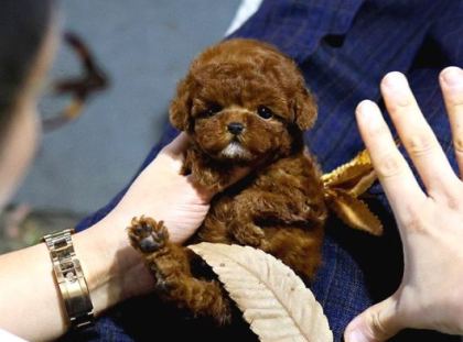 Toy Poodle Bebekleri̇mi̇z Uygun Bütçeli̇