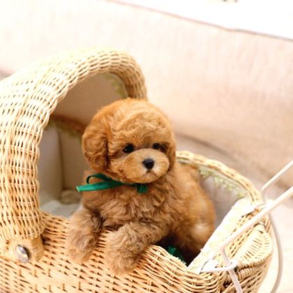 Mi̇cro Boy Toy Poodle Bebekleri̇m