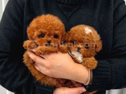Renk Renk Evi̇ni̇ze Neşe Katacak Toy Poodle Bebekleri̇m