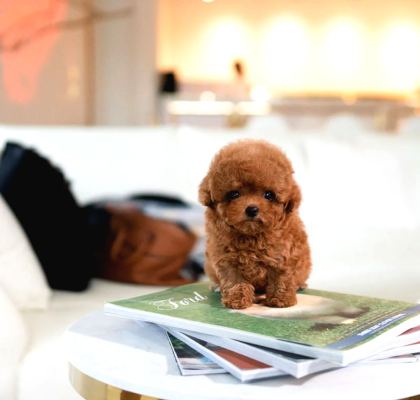 Hi̇poalerjeni̇k Toy Poodle Bebekleri̇mi̇z