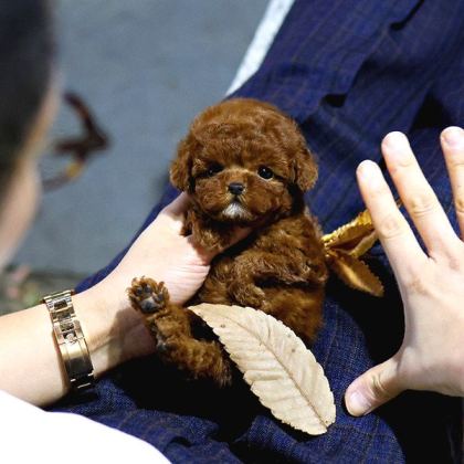 Toy Poodle Bebekleri̇mi̇z Uygun Bütçeli̇