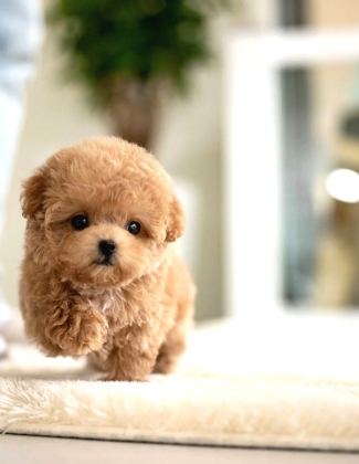Maya Kizimizin Mükemmel Yavrusu Toy Poodle