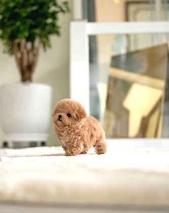 Maya Kizimizin Mükemmel Yavrusu Toy Poodle