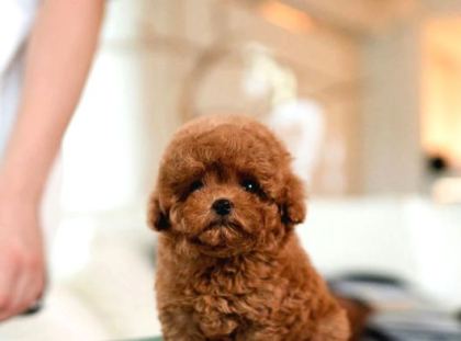 Hi̇poalerjeni̇k Toy Poodle Bebekleri̇mi̇z