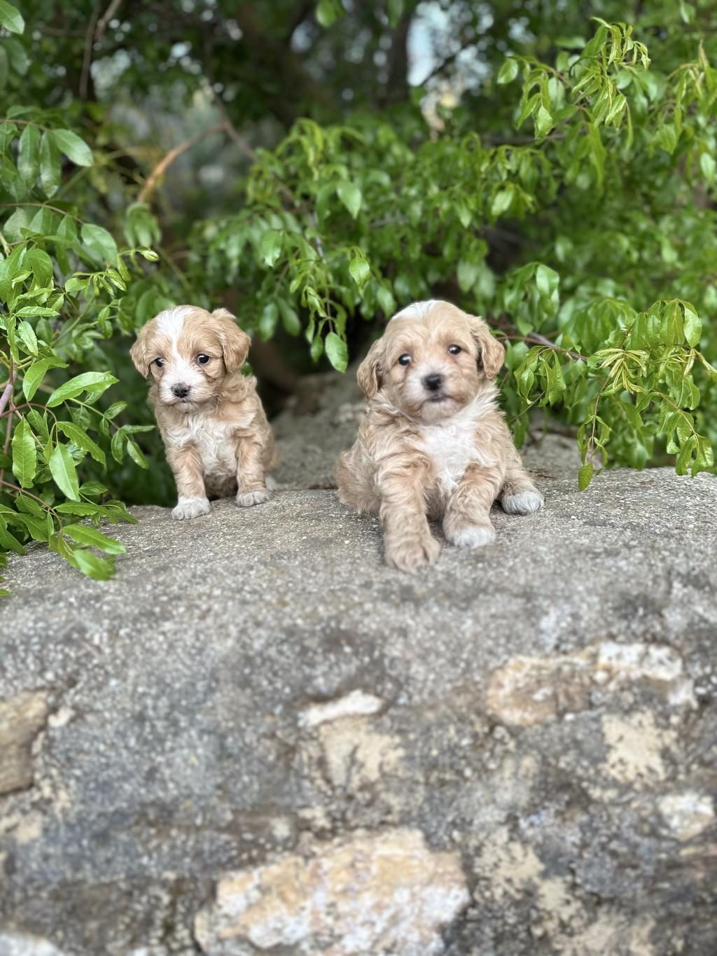 0 NUMARA MALTİPOO BEBEKLER HAZIR