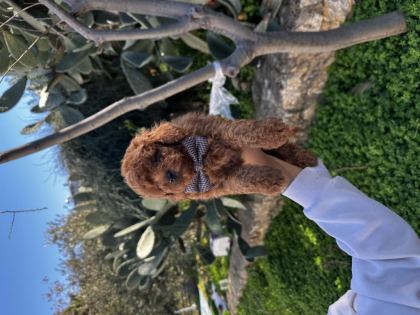 TOY VE KORE POODLE BEBEKLERİMİZ SİZLERİ BEKLİYOR