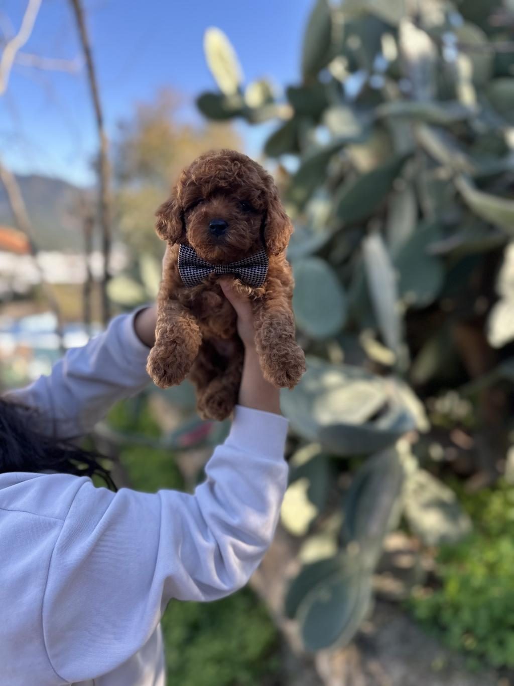 TOY VE KORE POODLE BEBEKLERİMİZ SİZLERİ BEKLİYOR
