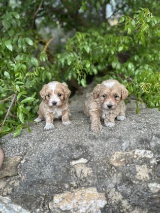 0 NUMARA MALTİPOO BEBEKLER HAZIR