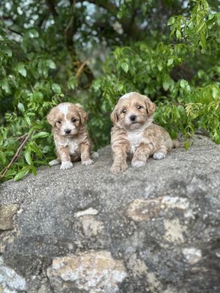 0 NUMARA MALTİPOO BEBEKLER HAZIR