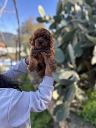 TOY VE KORE POODLE BEBEKLERİMİZ SİZLERİ BEKLİYOR