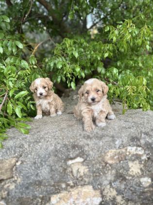 0 NUMARA MALTİPOO BEBEKLER HAZIR