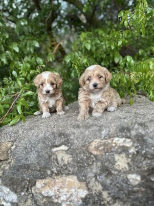 0 NUMARA MALTİPOO BEBEKLER HAZIR