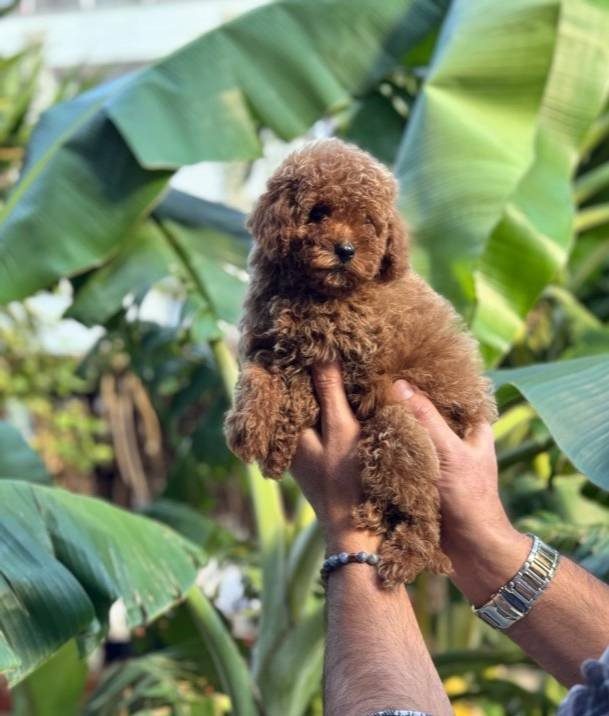 Toy Poodle 0 Numara Red Yavrularımız sizleri Bekliyor