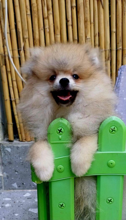 SultanPom pomeranian club Türkiye