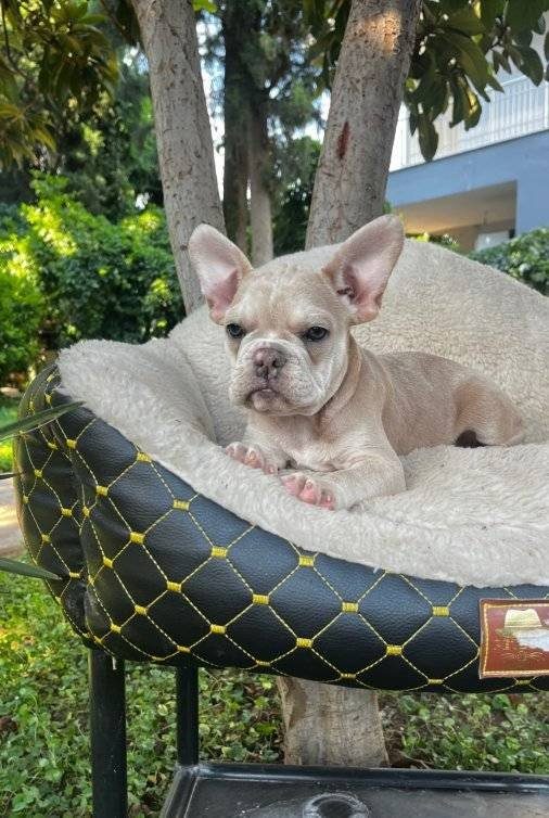 FRENCH BULLDOG YAVRULARIMIZ