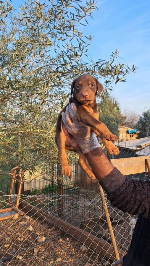 KİNG KIZIL DOBERMAN YAVRULARIMIZ