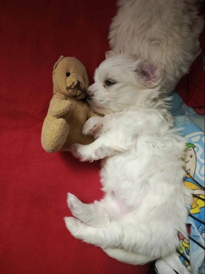 Maltese terrier 2 dişi 1 erkek anne baba bana ait bebeklerim