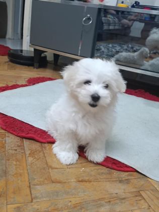 MALTESE TERRİER İKİ AYLIKLAR