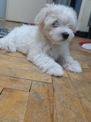 MALTESE TERRİER İKİ AYLIKLAR