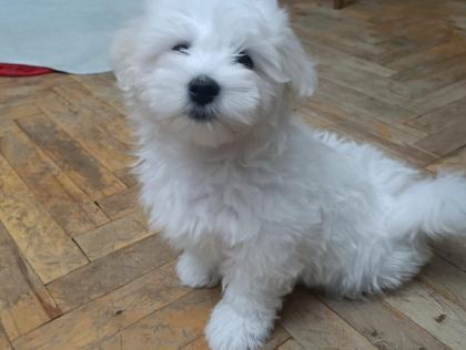 MALTESE TERRİER İKİ AYLIKLAR