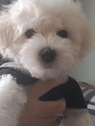 MALTESE TERRİER İKİ AYLIKLAR