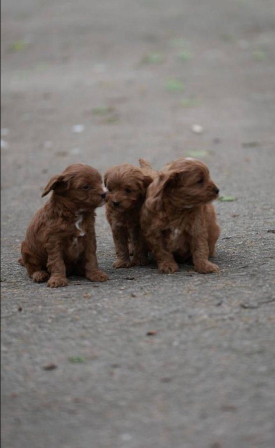 Çikolata Tüylü Kıvırcık Maltipoo Yavrusu